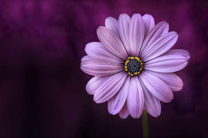 Beautiful purple flowers